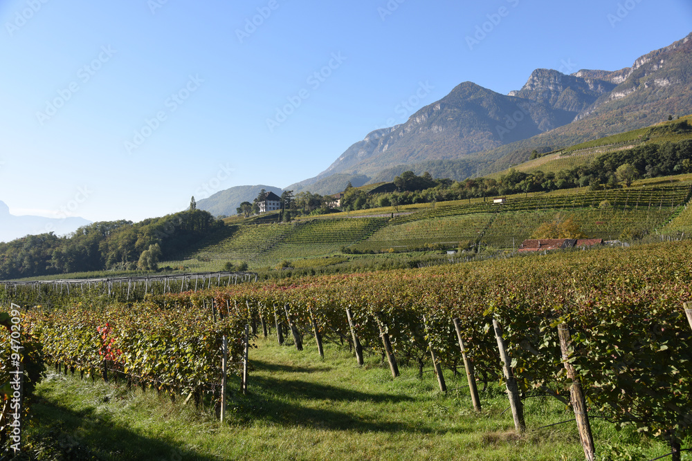 Fototapeta premium vigneti vigne naturale vino vini casale casali uva