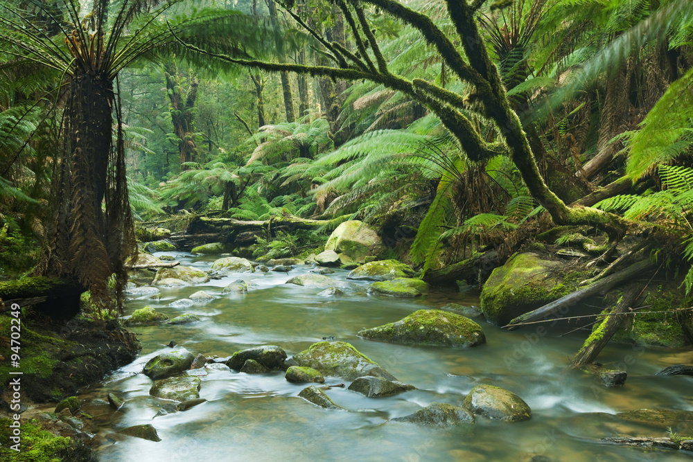 River through lush rainforest in Great Otway NP, Australia