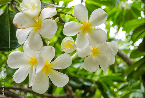 Frangipani flowers