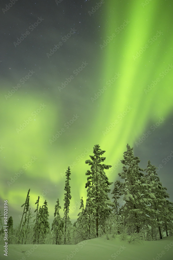 Aurora borealis over snowy trees in winter, Finnish Lapland Aurora borealis over snowy trees in winter, Finnish Lapland