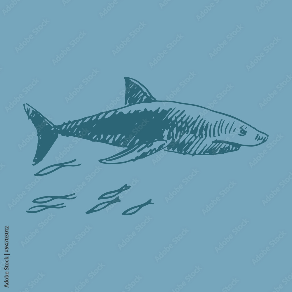 Fototapeta premium Vector shark. Quick sketch