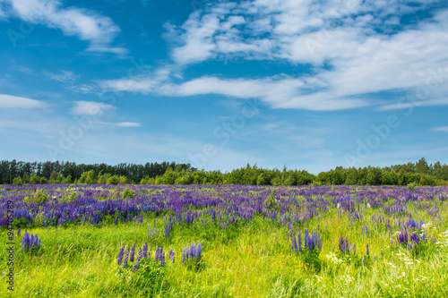 Field of blue lupines against the blue sky.