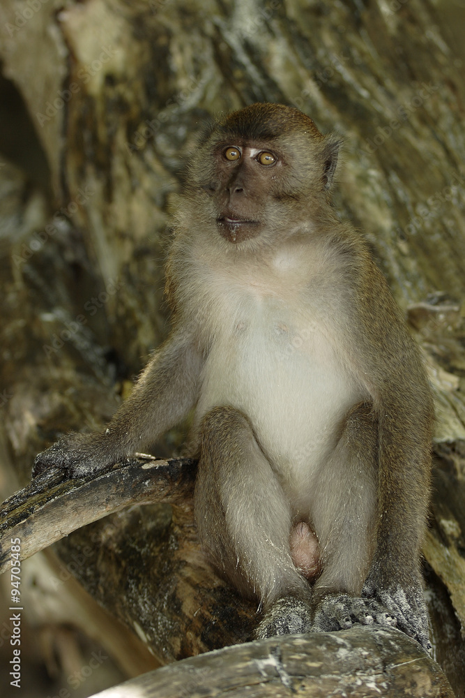 Crab-eating Macaque (Macaca fascicularis) Crab-eating Macaque (Macaca fascicularis)