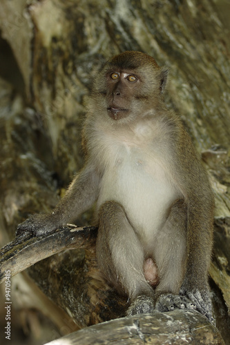 Crab-eating Macaque  Macaca fascicularis 