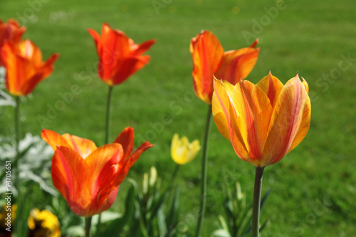 Massif de tulipes