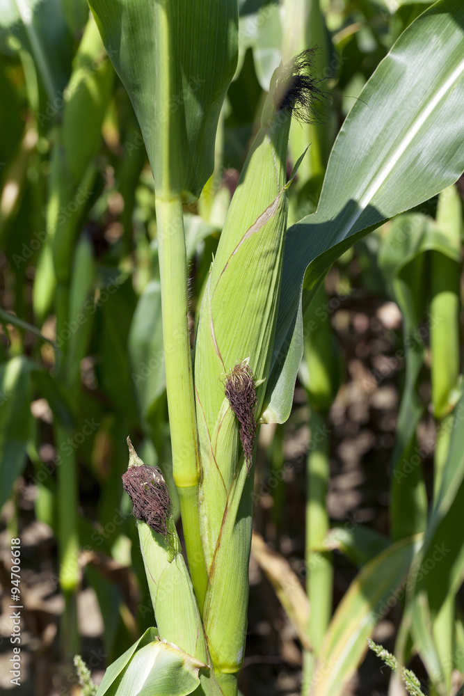 Obraz premium ear of corn 