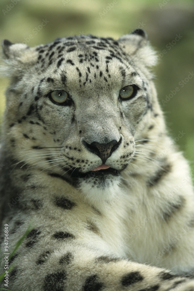 Naklejka premium snow leopard, uncia uncia