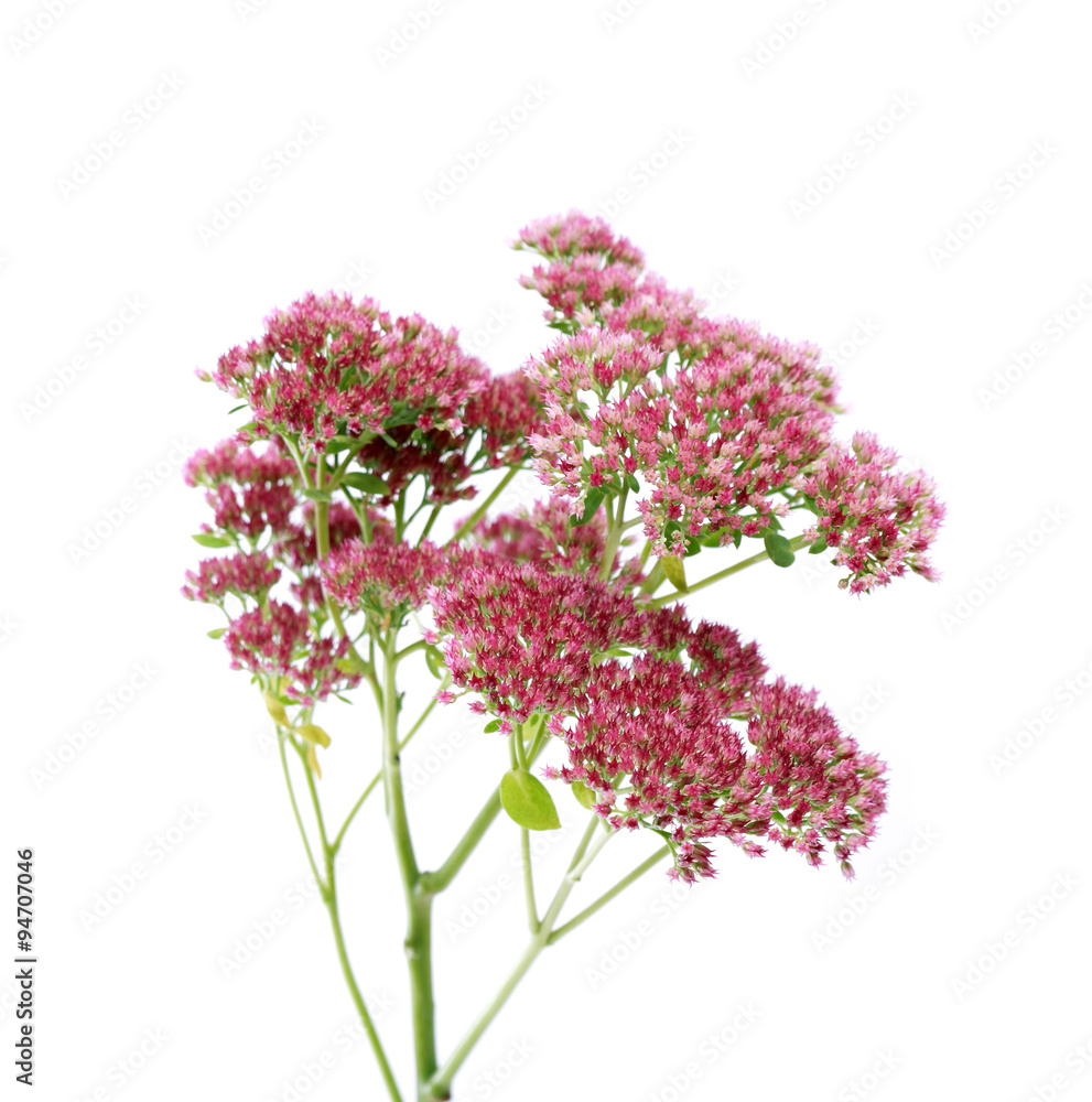Fototapeta premium Pink Flowers On White