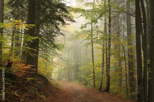 Path through the autumn forest on a misty weather