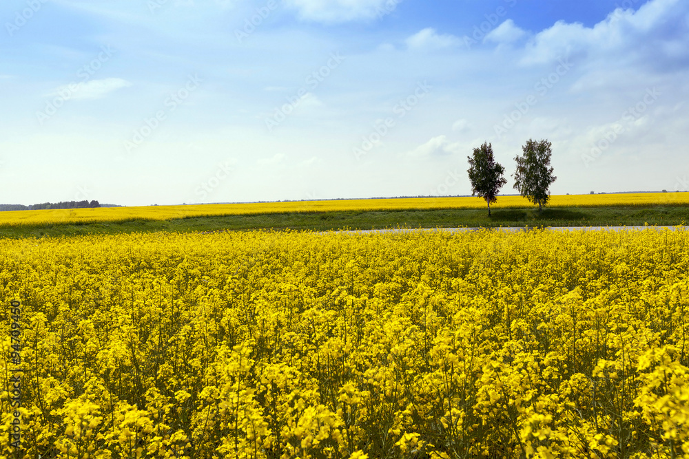 Obraz premium Rape field . trees in the background