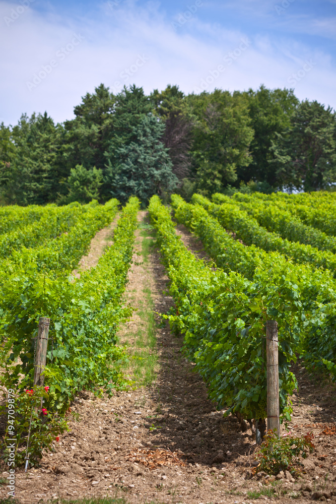Rows of Vineyard Field in Southern France