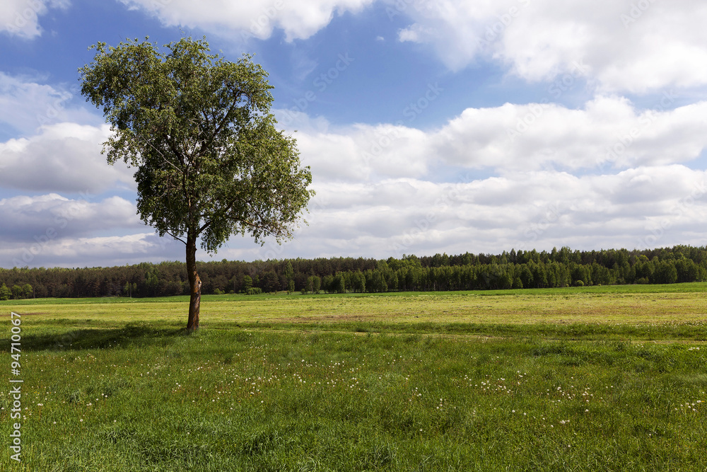 tree on a hill 