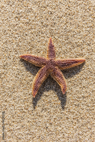 Seestern am Strand