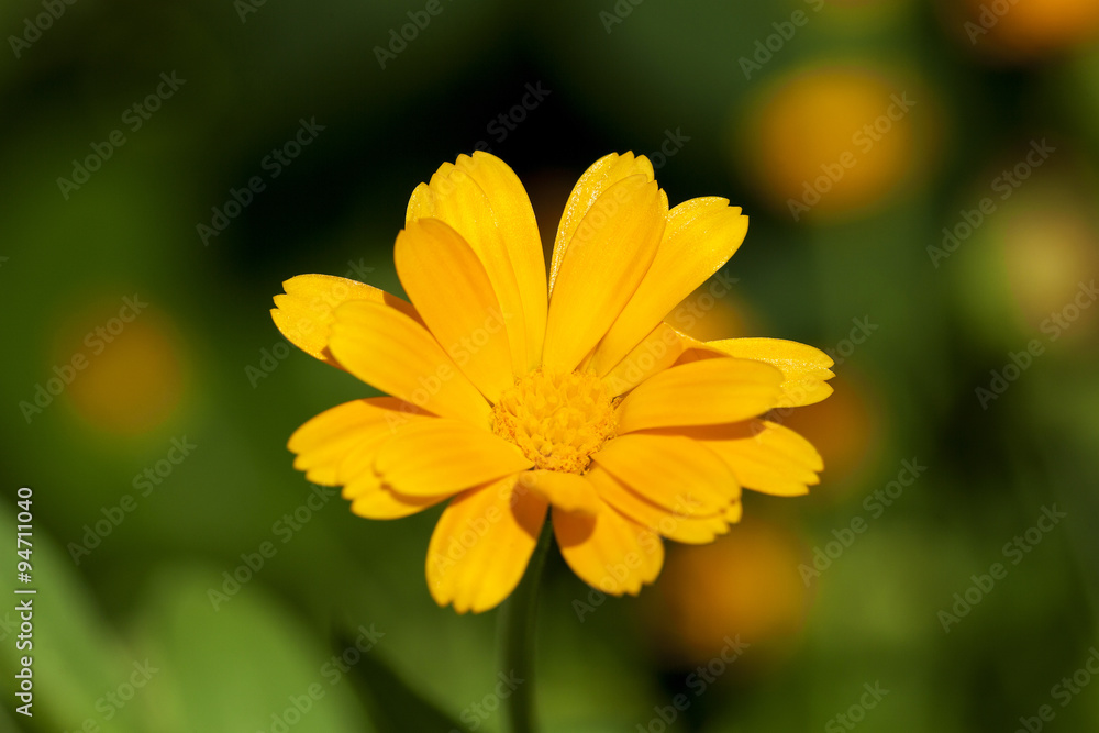 Calendula flower close up Calendula flower close up