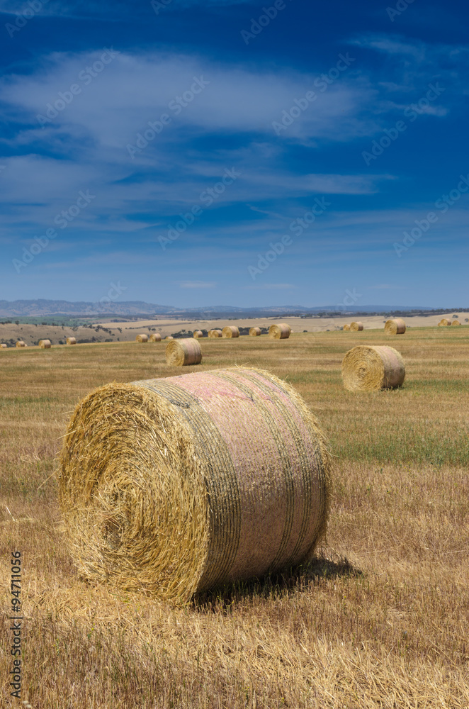 Rolled hay at the field