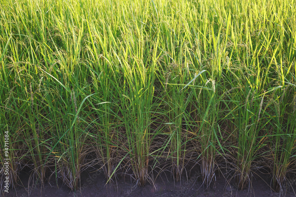Rice field Rice field