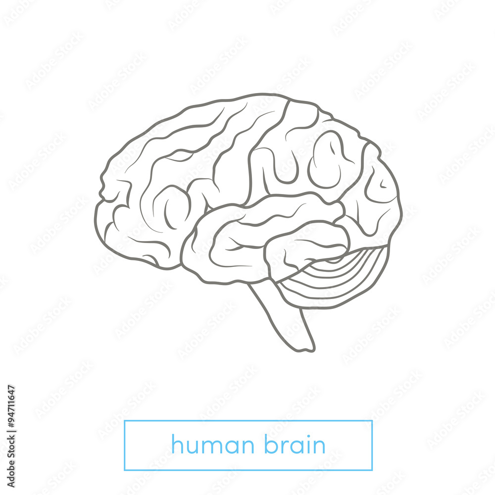Human brain illustration Human brain illustration