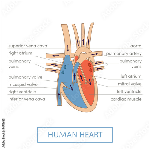 Bilde på lerret The human heart