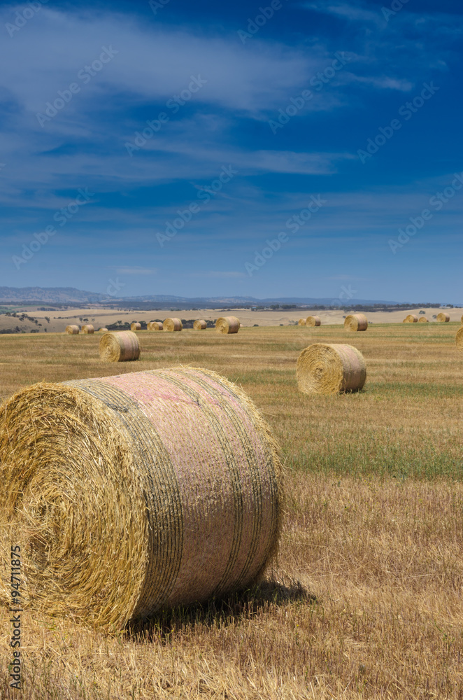 Rolled hay at the field