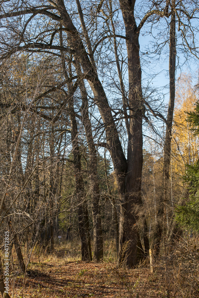 Leafless linden tree