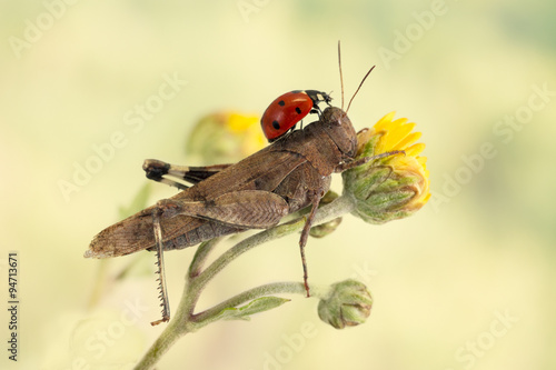 ladybug sitting on a grasshopper on a light green background