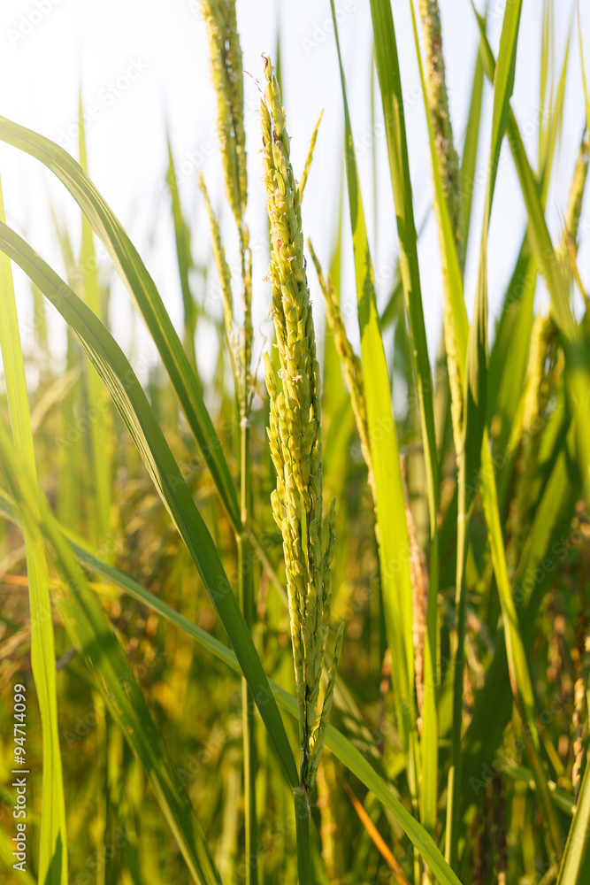 Obraz premium Rice field