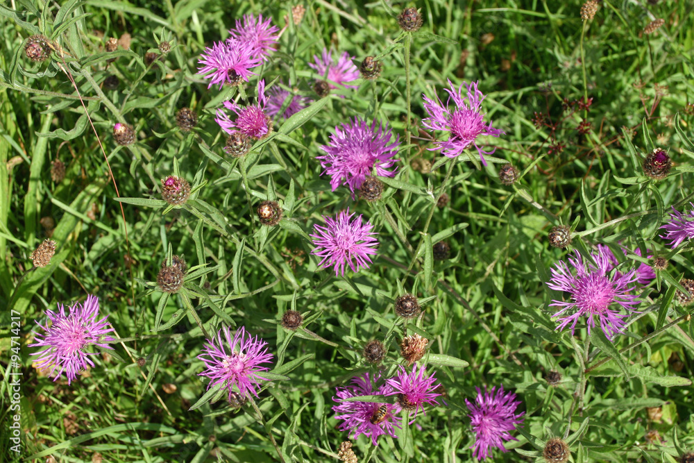 Obraz premium Greater knapweed in meadow
