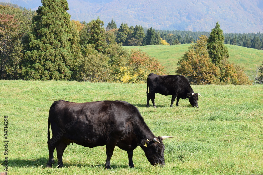 放牧で大きく育った牛/山形県鶴岡市羽黒町川代にある月山高原牧場で、牛の放牧風景を撮影した写真です。この牧場は、約100haの緑のジュウタンが広がり、雄大な高原の中で牛や羊を眺められます。2015年は5月19日にオープンし、多くの牛が放牧されました。放牧は10月下旬で終了するため、10月18日に行って撮影した写真です。約半年間、自然の牧草をいっぱい食べ、丸々と大きく育った牛の写真です。 放牧で大きく育った牛/山形県鶴岡市羽黒町川代にある月山高原牧場で、牛の放牧風景を撮影した写真です。この牧場は、約100haの緑のジュウタンが広がり、雄大な高原の中で牛や羊を眺められます。2015年は5月19日にオープンし、多くの牛が放牧されました。放牧は10月下旬で終了するため、10月18日に行って撮影した写真です。約半年間、自然の牧草をいっぱい食べ、丸々と大きく育った牛の写真です。