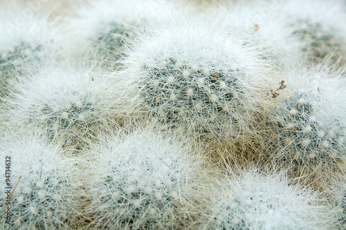Little hairy ball shaped cactus Cactaceae plant