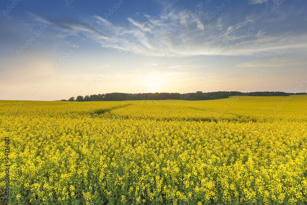 Fototapeta premium Rape field . sunset