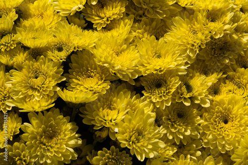 chrysanthemum button,  Chrysanthemum leucanthemum  close up background image
