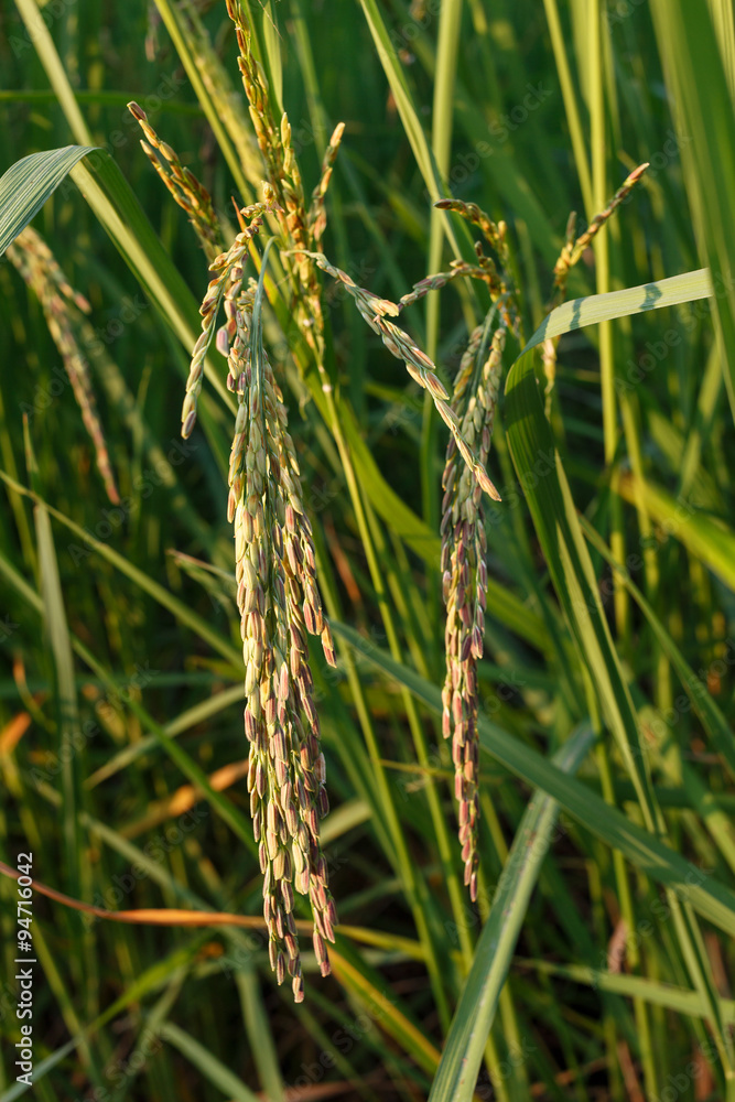 Rice field