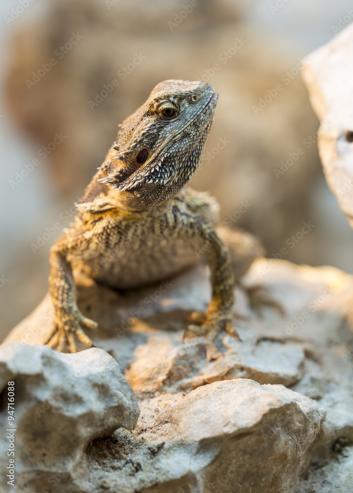 Lizard Lizard