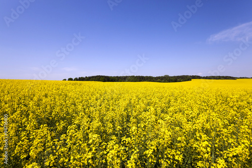 canola field . blooming 