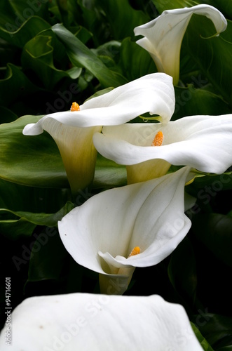 white calla flower in the garden