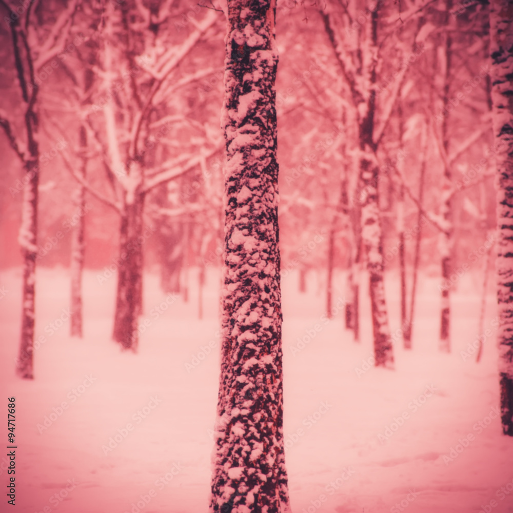birch trunk covered with snow in winter day birch trunk covered with snow in winter day