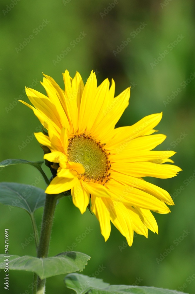 Fototapeta premium Sonnenblume im Garten