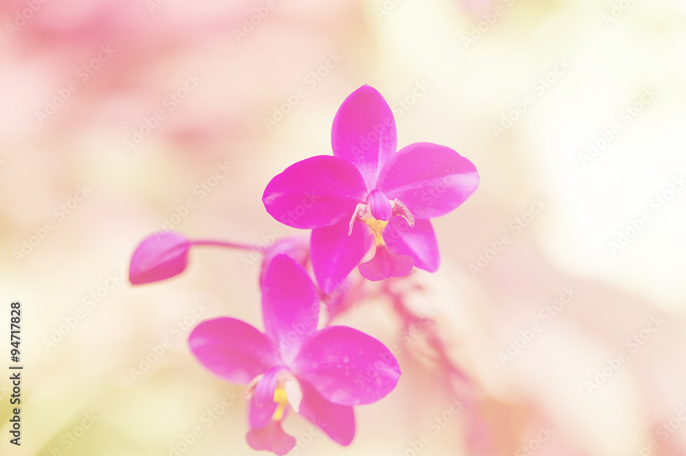 beautiful flowers beautiful flowers