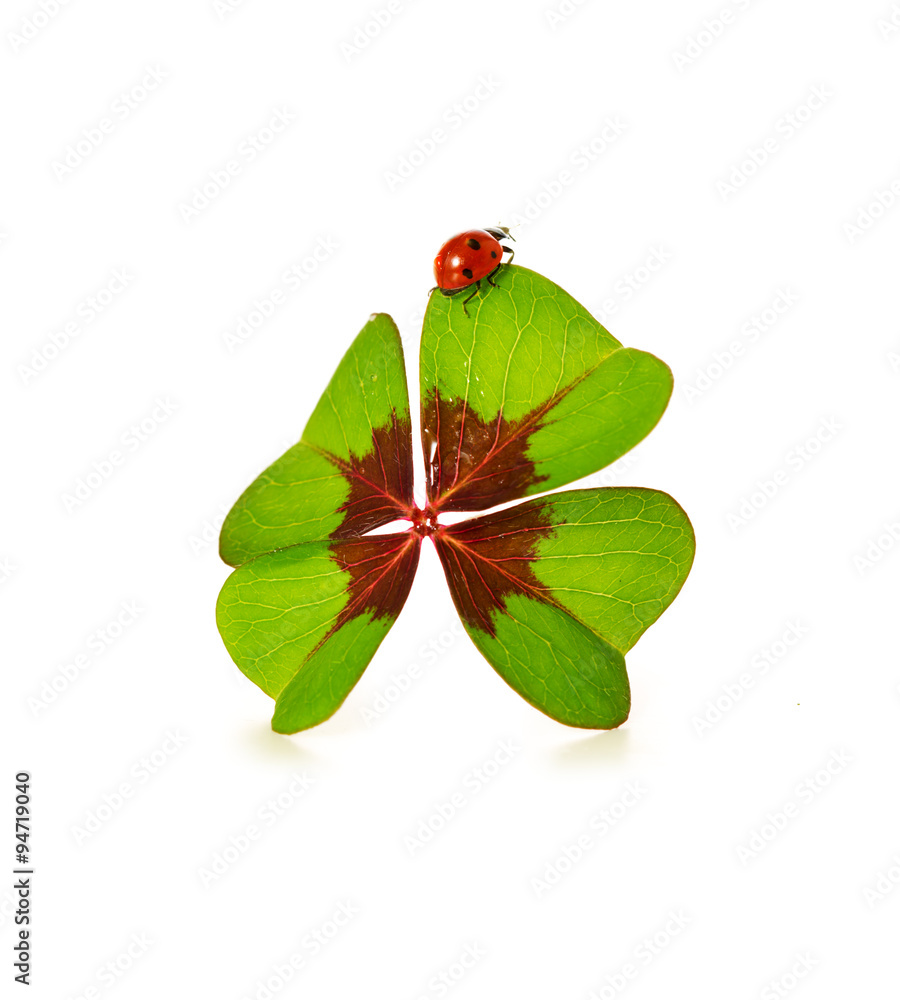 Obraz premium Four leaf clover and ladybug isolated on white background