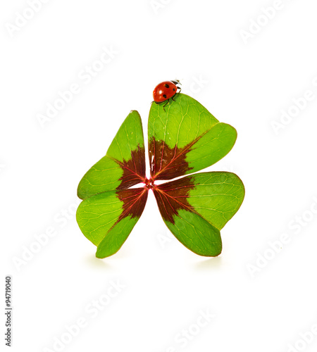 Four leaf clover and ladybug isolated on white background