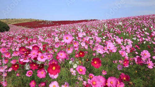 ピンクのコスモス（秋桜）とコキアの丘