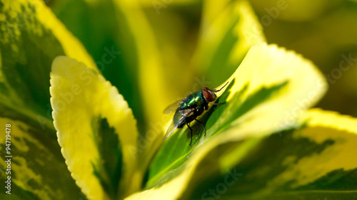 Closeup of a fly on a green leaf
