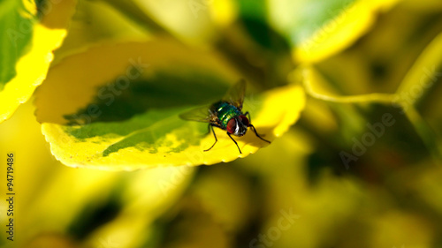 Closeup of a fly on a green leaf