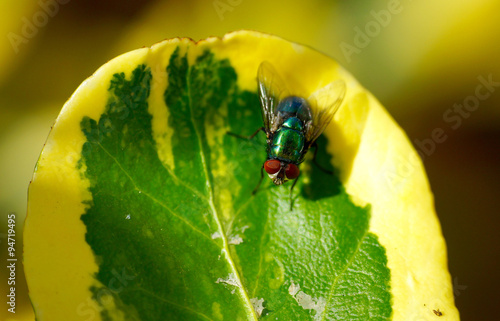 Closeup of a fly on a green leaf