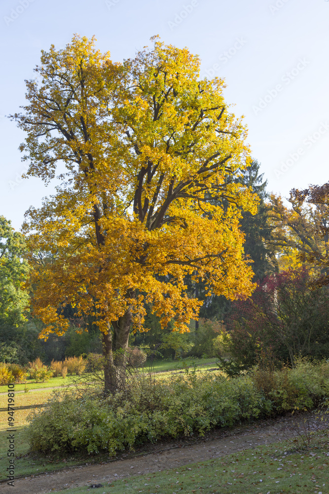 Naklejka premium Herbstliche Eiche im Park