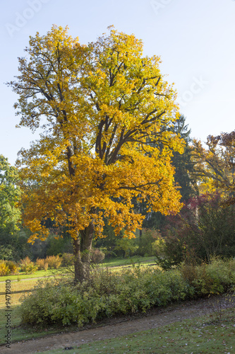 Herbstliche Eiche im Park