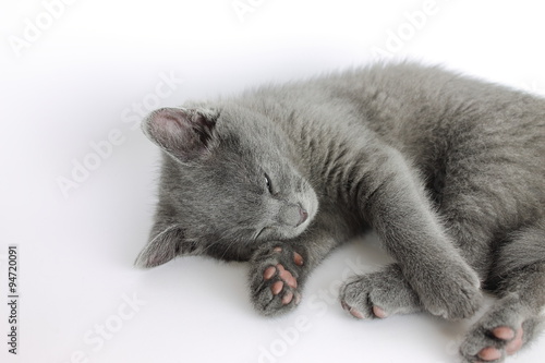 Little grey kitty sleeping in a light-box