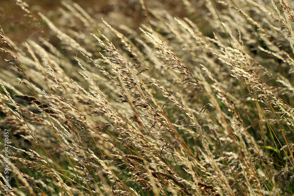 Fototapeta premium Grass pollen can cause allergic symptoms 