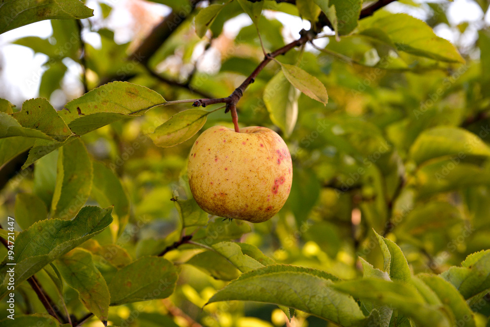 Apples in orchard early on the morning Apples in orchard early on the morning