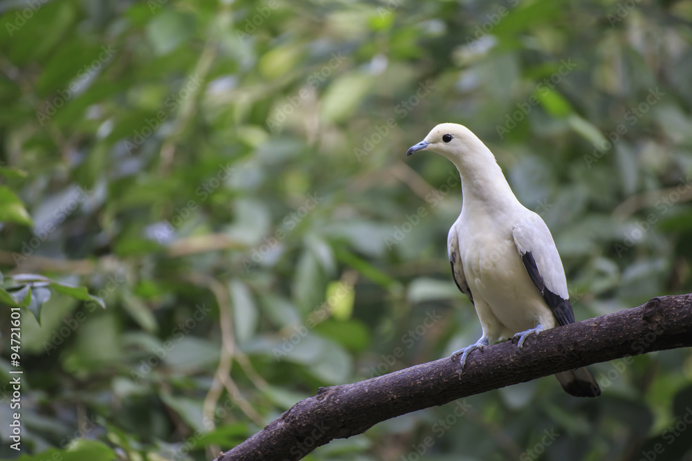 The bird on the branch The bird on the branch